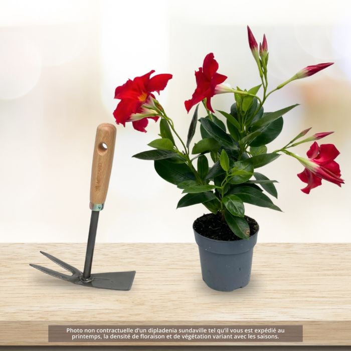 Dipladénia SUNDAVILLE ® Red Sunmandecrim