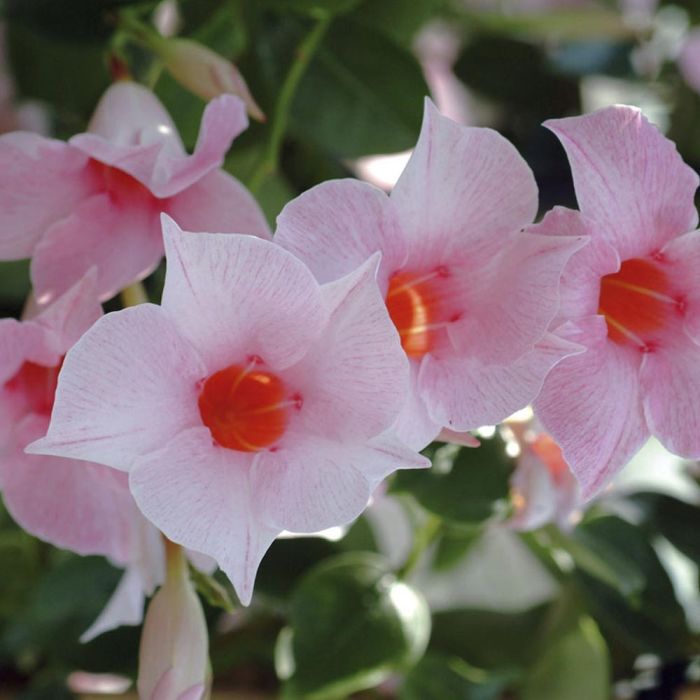 Dipladénia SUNDAVILLE ® Cream Pink Sunparapibra