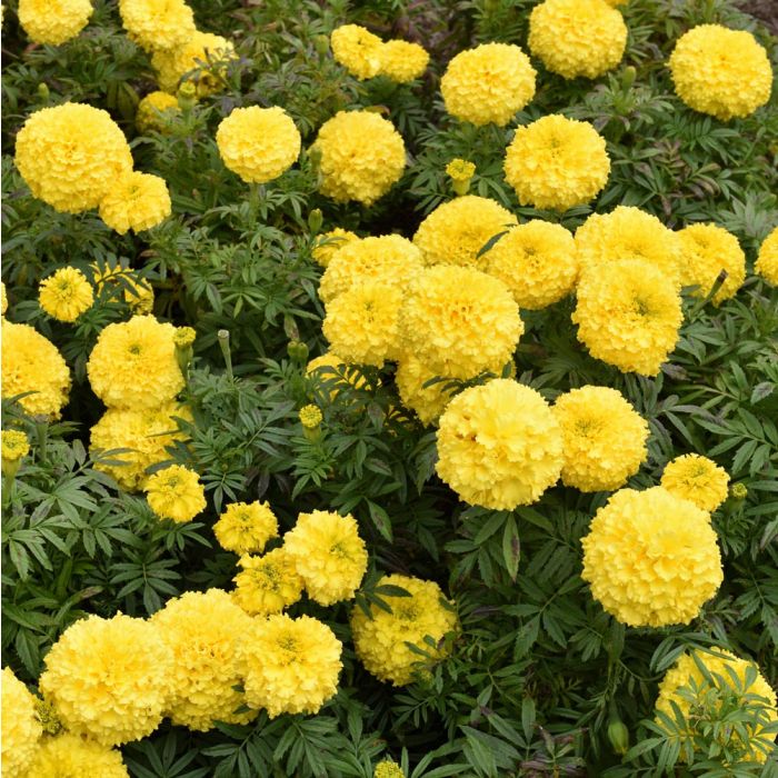 Rose d’Inde naine Perfection F1 Yellow