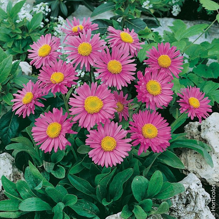 Aster nain Happy End 