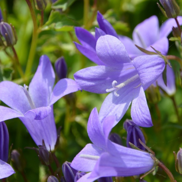 fleurs en clochettes, bleu violacé