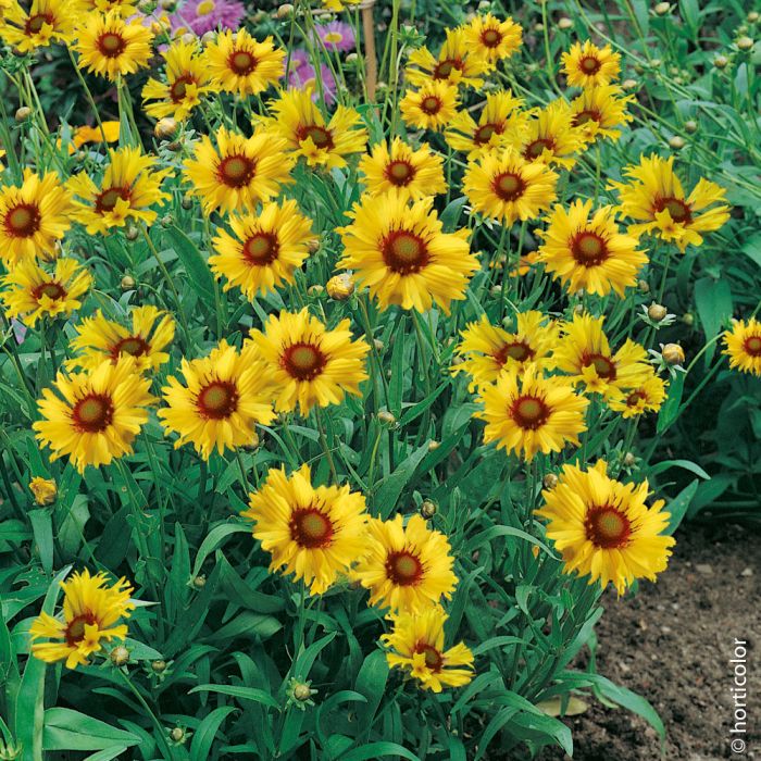 Gaillarde Amber Wheels