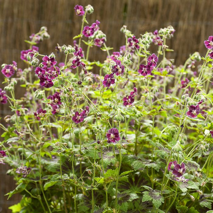 Géranium phaeum Samobor