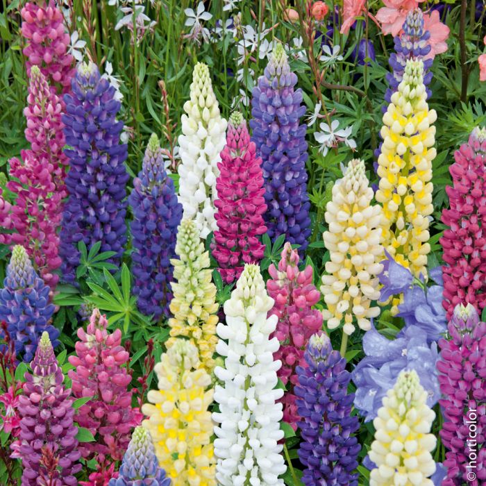 Longs épis de fleurs aux coloris harmonieusement fondus