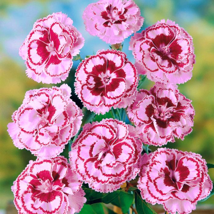 Oeillet Anglais aux fleurs semi-doubles rose marginé et panaché de rouge