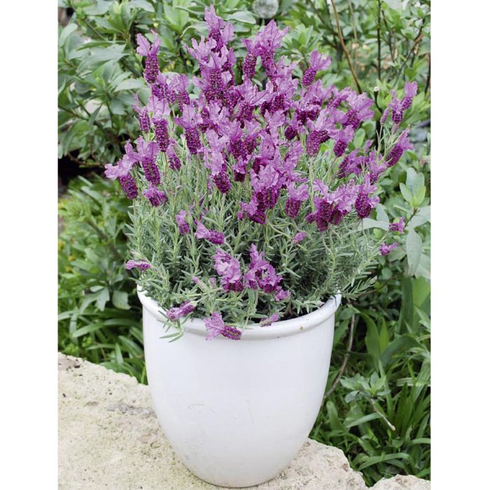 Lavande papillon THE PRINCESS ® Lavender