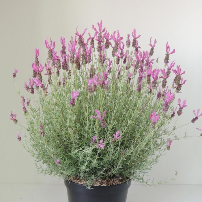 Lavande papillon THE PRINCESS ® Lavender