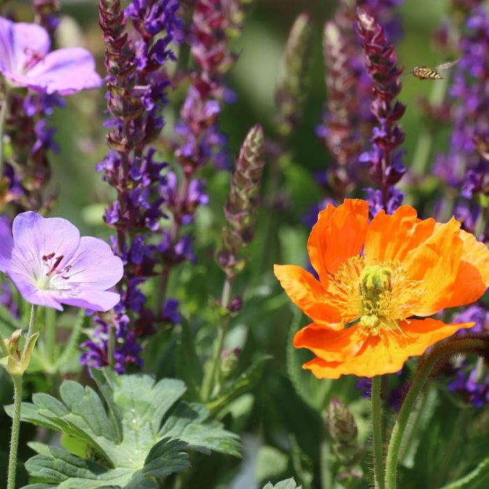 Plantes vivaces à grandes fleurs simples, très lumineuses, aux coloris variés
