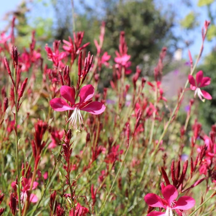 Gaura nain rouge ou Œnothera lindheimeri Gaudi Red