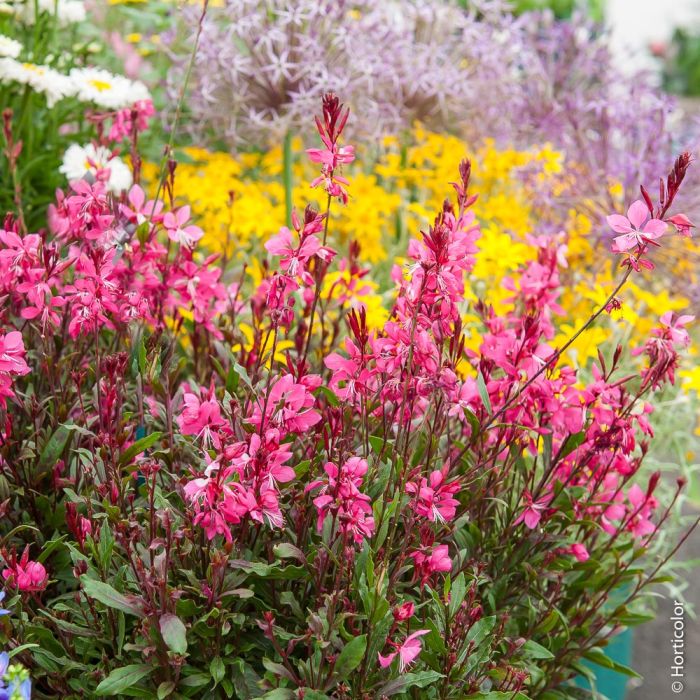 Gaura Gaudi Red