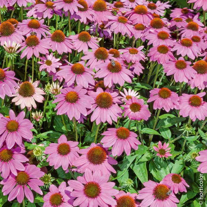 Rudbeckia purpurea ou Echinacea purpurea