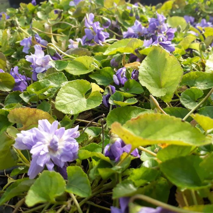 Violettes aux petites fleurs en froufrous de couleur parme