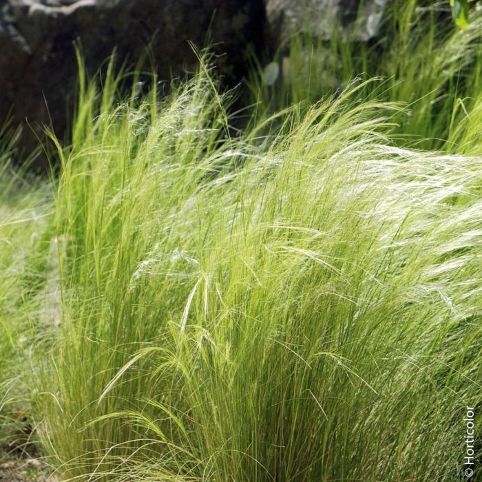 Graminée Stipa tenuissima ou Cheveux d'Ange
