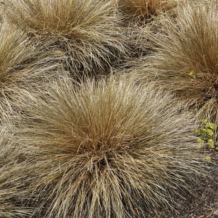 Graminée Carex Buchananii
