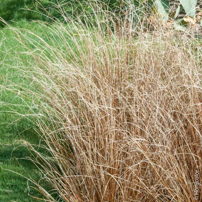 Graminée Carex Buchananii