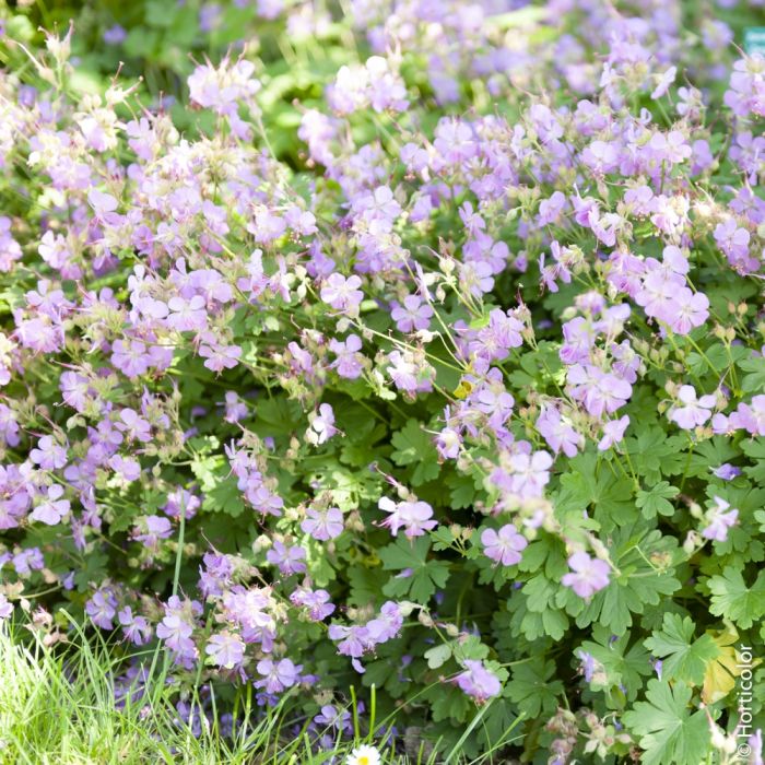 Géranium vivace cantabrigiense ‘Karmina’