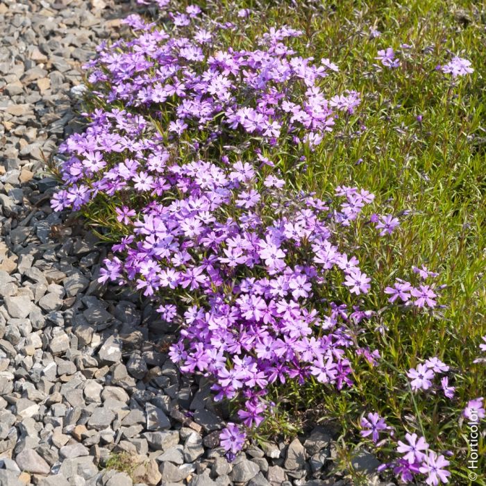Phlox nain ‘Purple Beauty’