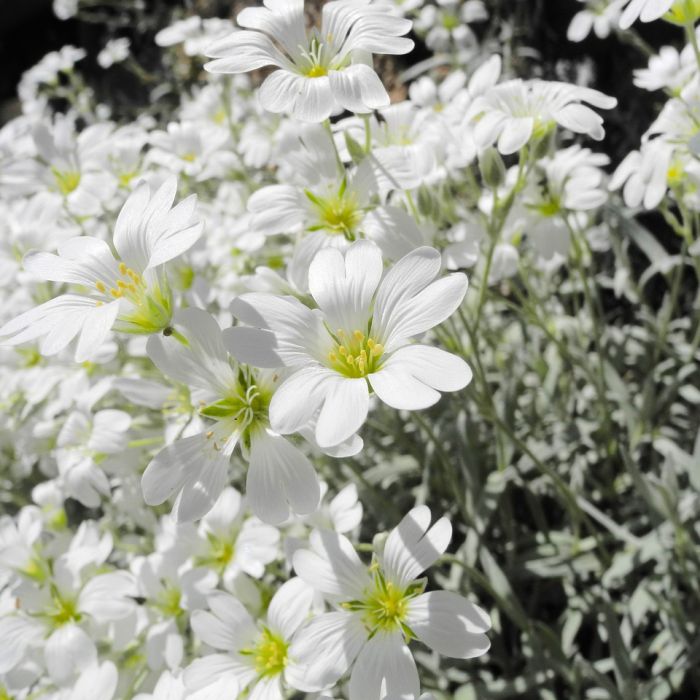 Cerastium Tomentosum ou corbeille d'argent ou Oreille de souris