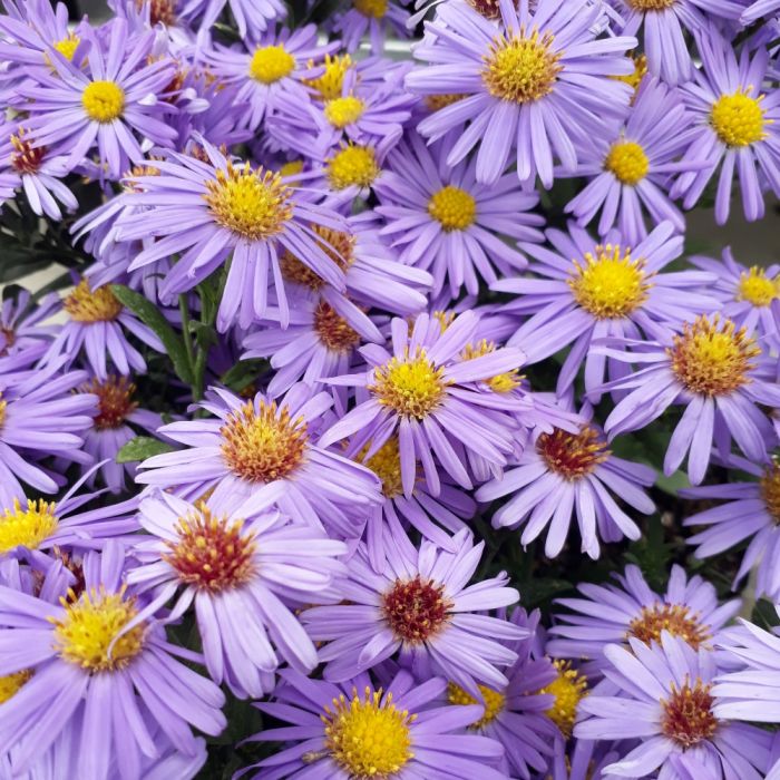 Aster nain d’automne ‘Professor Anton Kippenberg’ détail des fleurs