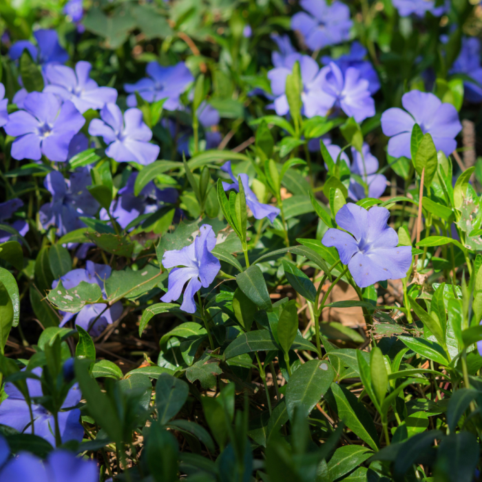 Plante couvre-sol des sous-bois aux fleurs étoilés bleu pervenche