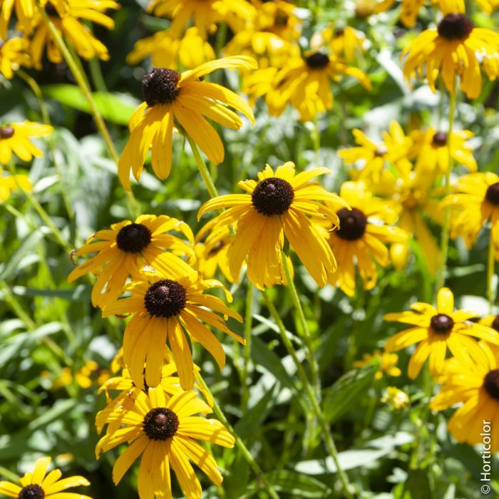 Rudbeckia aux nombreuses fleurs en marguerite jaune d’or