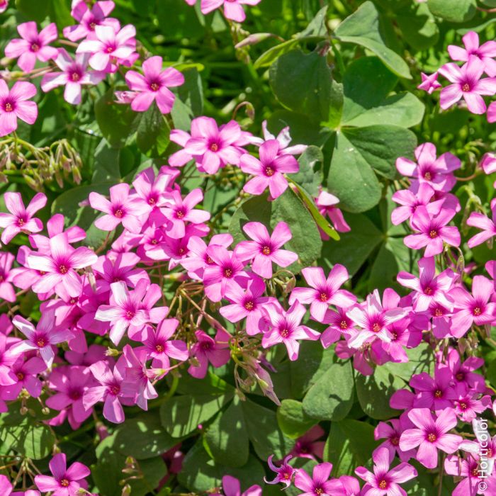 Oxalis articulata, Oxalis floribunda ou oxalis articulé rose