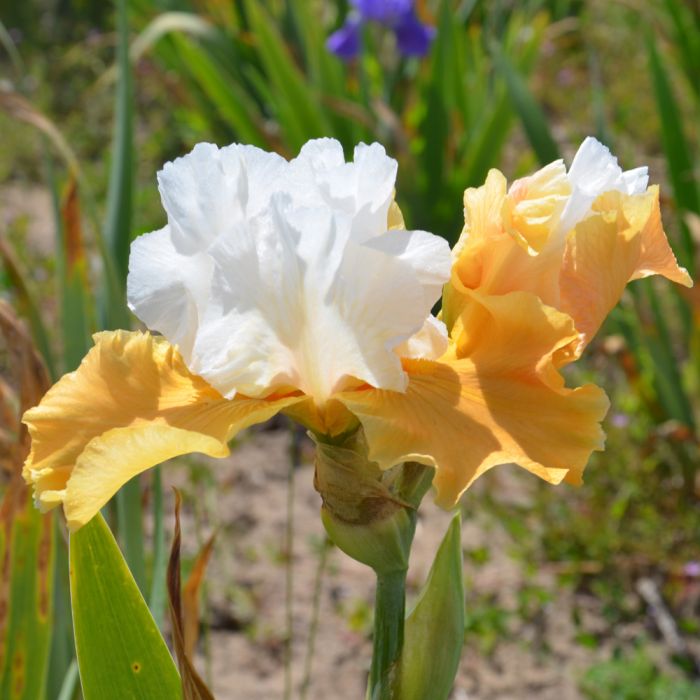 Iris germanica Pumpkin Cheesecake