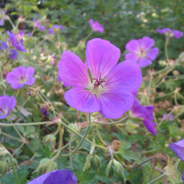 Géranium vivace ROZANNE ®