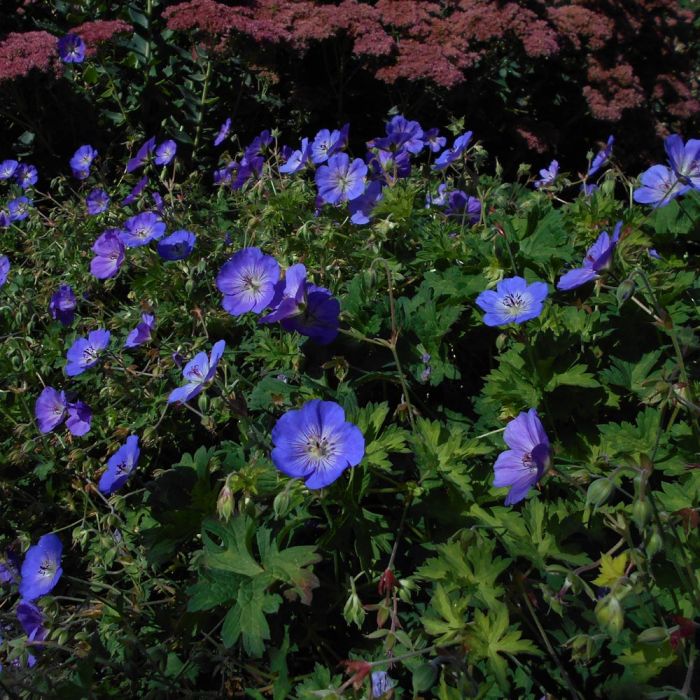 Géranium vivace ROZANNE ®
