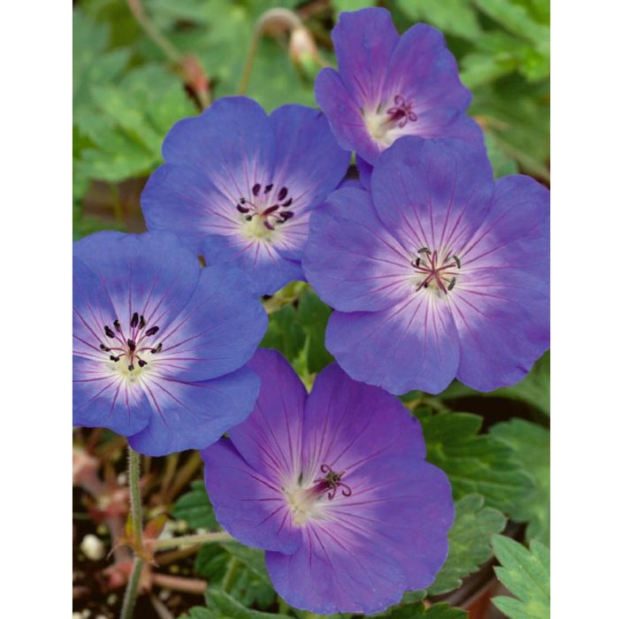 Géranium vivace ROZANNE ®
