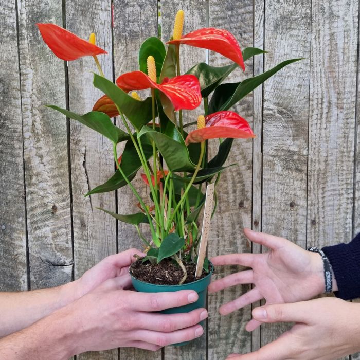 Anthurium rouge, Anthurium andreanum gr. Solara