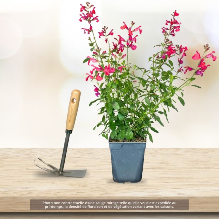 Sauge arbustive vivace ou Salvia greggii MIRAGE TM Pink