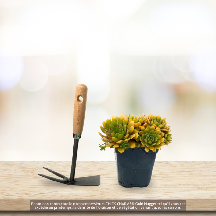 Joubarbe ou Sempervivum CHICK CHARMS ® Gold Nugget