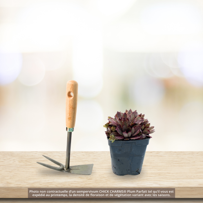Joubarbe ou Sempervivum CHICK CHARMS ® Plum Parfait