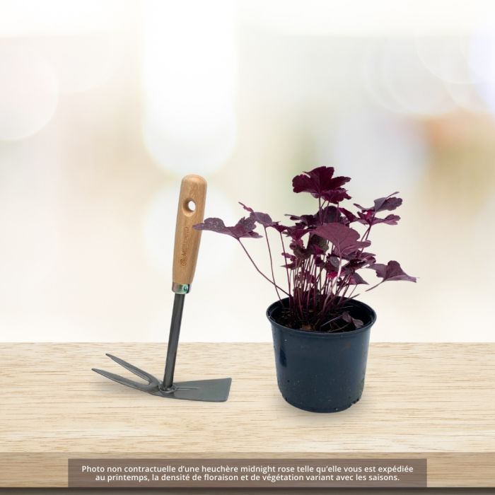 Heuchère MIDNIGHT ROSE ®