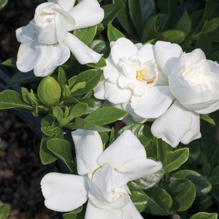 Gardénia Crown Jewel très résistant au gel