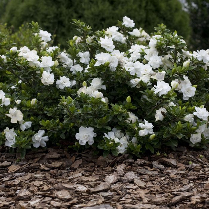 Gardénia aux fleurs doubles, blanches et parfumées