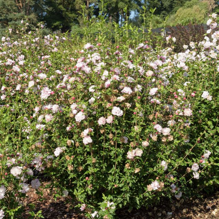 Althéa ou Hibiscus Syriacus FRENCH CABARET ® Pastel ‘Mindoub1’