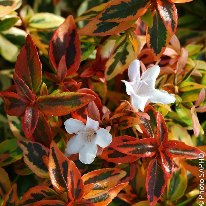 Abélia panaché ou Abelia X grandiflora ‘Kaleidoscope’