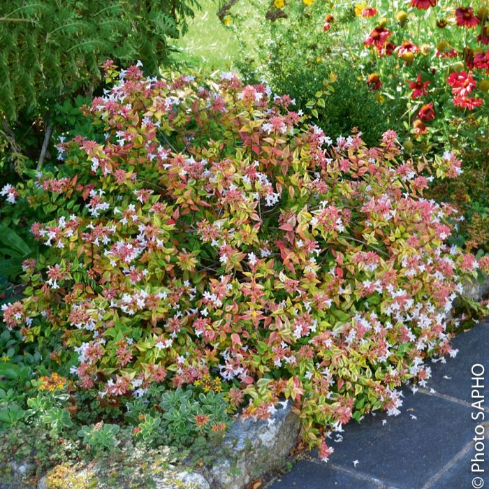 Abelia X grandiflora ‘Kaleidoscope’ ou Abélia panaché