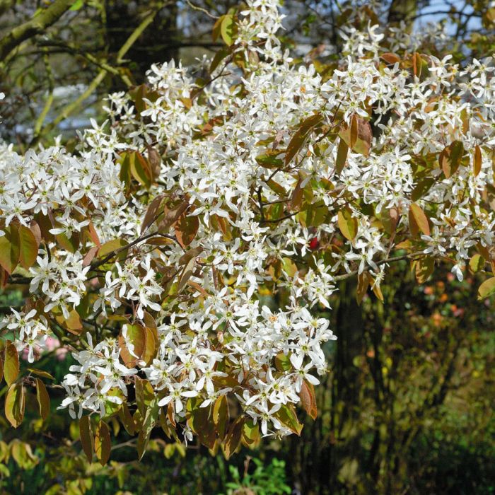 Amelanchier Lamarckii