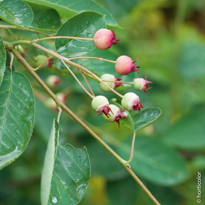 Amelanchier lamarckii