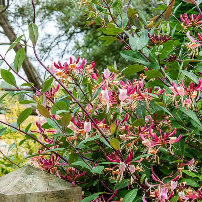 Chèvrefeuille du Japon ou Lonicera japonica 'Chinensis'