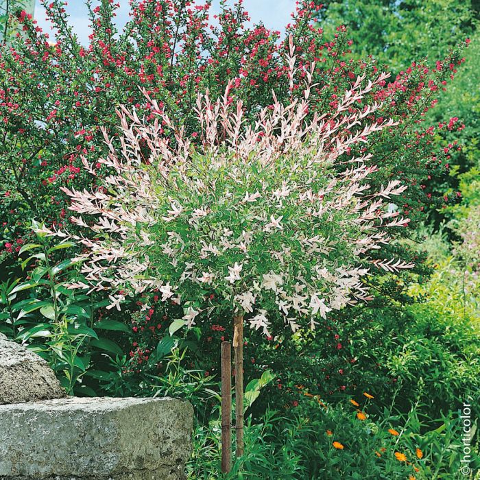 Saule Crevette Tige