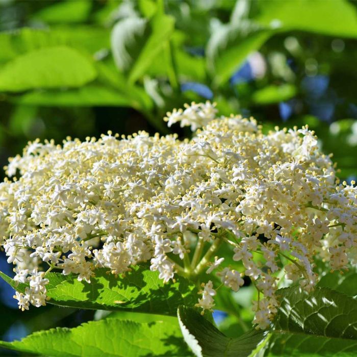 Sambucus Nigra ou Sureau Noir
