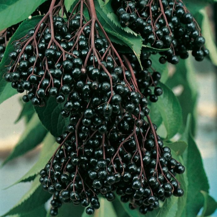 Sambucus Nigra