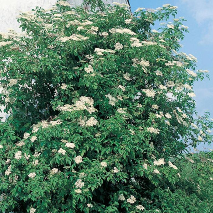Sambucus Nigra