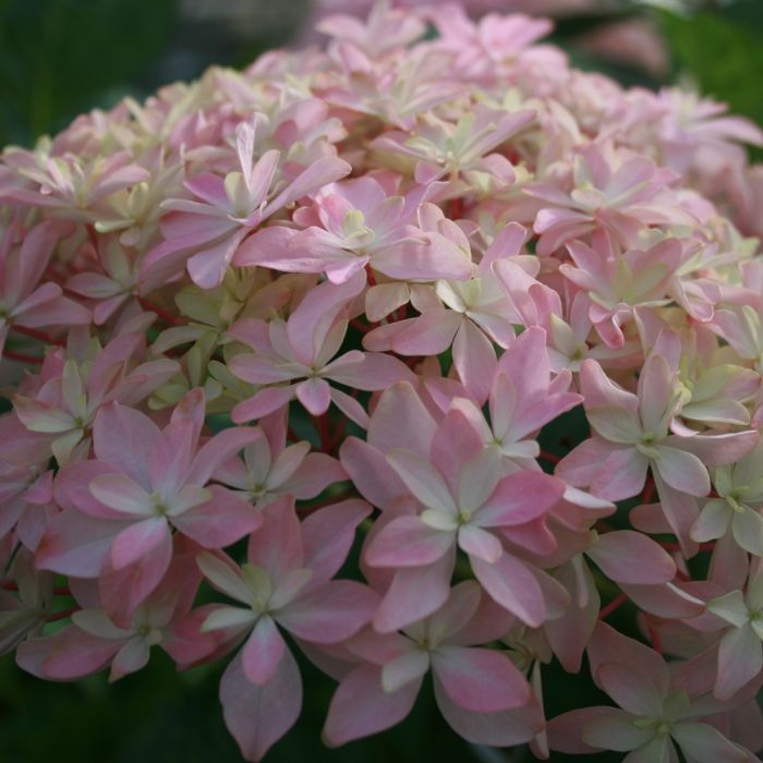 Hortensia macrophylla YOU AND ME® Inspire