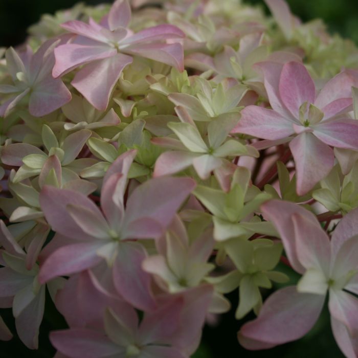 Hortensia macrophylla YOU AND ME® Inspire