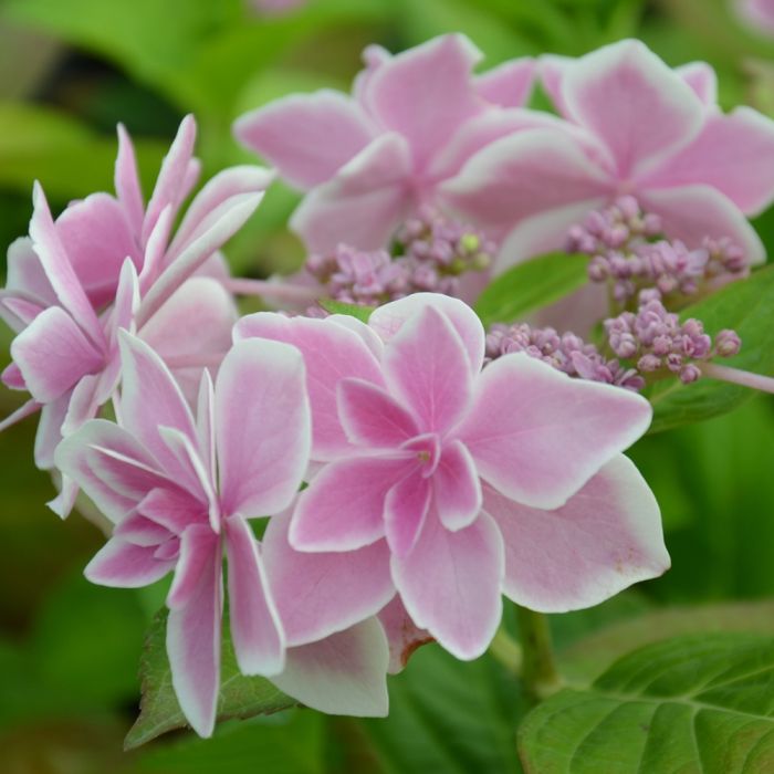 Hortensia macrophylla STAR GAZER ®